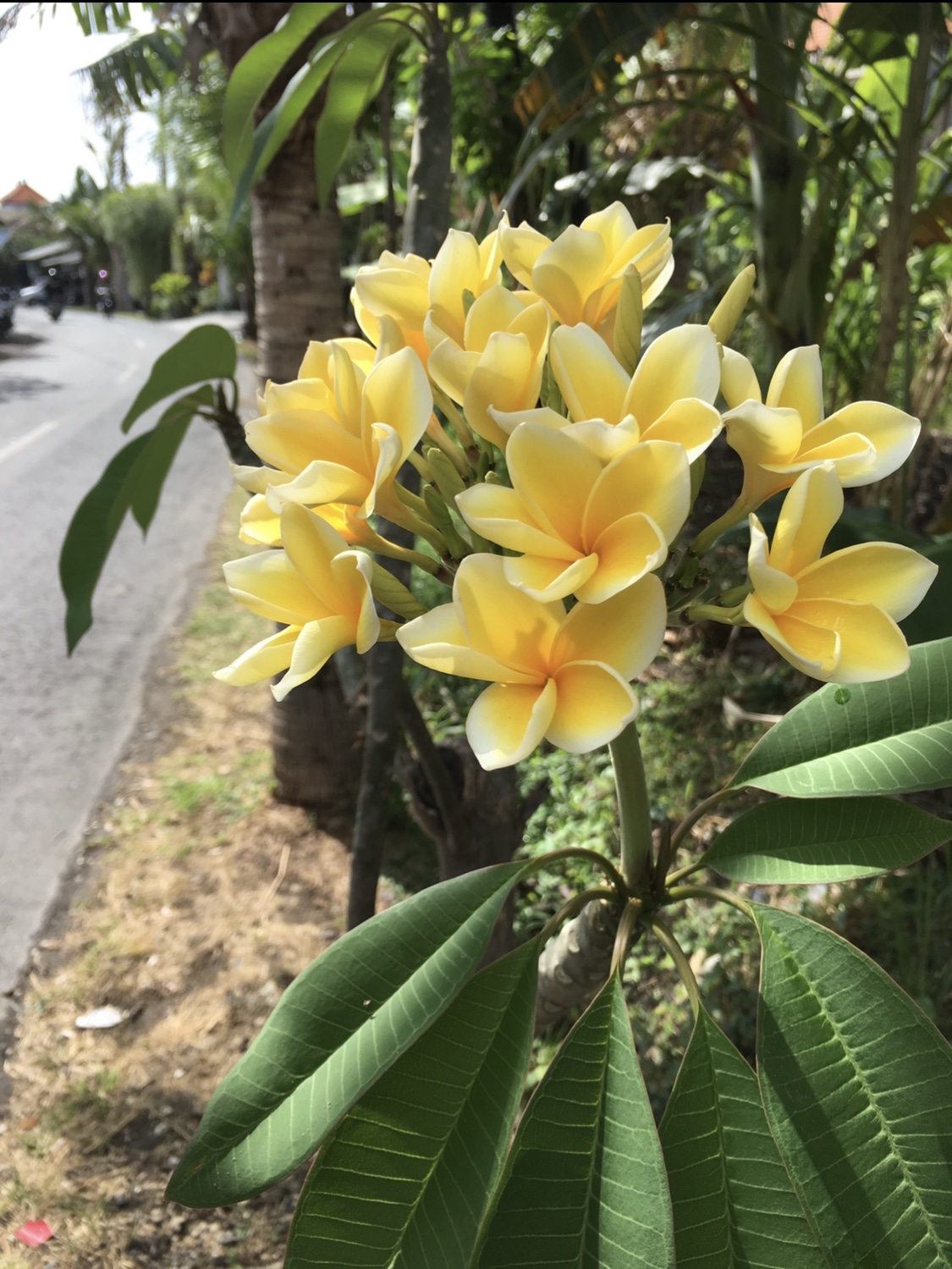 バリの道端に咲く黄色のプルメリア